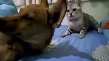狗狗向猫咪示好，反被误解成挑衅，结果被猫咪围攻