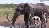 狮群捕食落单野牛，还好危急时刻大象赶到，屡次对它相救