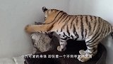 猫咪吃猫粮，不料海鸥作死抢夺，下一秒让人大跌眼镜