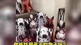 真正的狗子藏在哪里