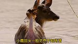 实拍野狗捕猎小鹿，从水里拖上岸分食，小鹿叫声实在太凄惨！