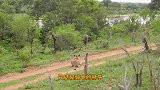 最惨狮子意外“翻车”，被野牛顶飞后，用肛门“夹”死