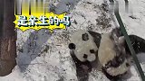 这熊猫喝了忘仔牛奶吧，这样和儿子滑雪，真是没谁了