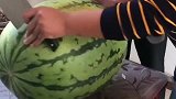 花了块钱买了个薄皮瓜，老婆和小姨子说我被骗了，切开果然如此！
