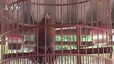 画眉鸟叫声：极品画眉鸟大叫，值得聆听