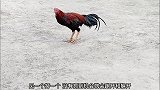公鸡和竹鸡养在一起时容易打架，个头小，暴脾气不小还喜欢偷袭