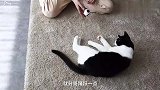 主人为测猫智商，搞了3个猫薄荷陷阱，猫咪全部翻车！