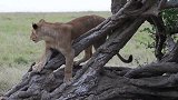 幼狮爬到树上玩耍，等待捕猎归来的母狮