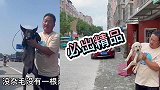 河南风雨过后便是晴天，亮哥帮粉丝淘狗一无既往，始终如一