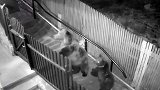罗马尼亚：一女子晚上在小巷里被两只熊追赶，监控拍下惊魂一刻