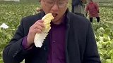 村书记地头生吃大白菜，助力滞销蔬菜卖出92吨