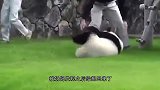 小熊猫成功越狱，结果被奶妈塞了回去，接下来熊猫妈的做法太逗了