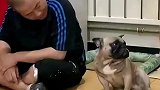狗子的迷惑行为，它把狗仗人势表现的淋漓尽致