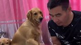 主人吃面不给金毛吃，结果被金毛豆豆一顿挠，看完不许笑