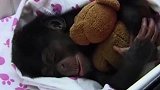 这个大猩猩睡的可真香，怀里还抱着一只小熊，真的是太舒服了！
