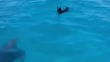 海豚和狗子快乐玩耍，智商三岁玩得到一起