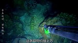 菲律宾渔民夜间潜水捕鱼，一条就值上万块