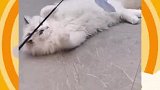 布偶猫：刚有一只大白耗子飞了过去