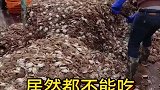 打捞整船的螃蟹，居然都不能吃