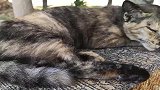 野外遇见几只流浪猫，细看有点不对劲，怎么办