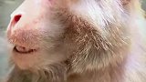男子给景区的猴子做按摩，猴子的反应太真实了
