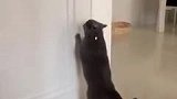 猫：别打扰我，我在练习猫拳呢！
