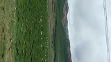 草原上的羊啊牛啊