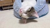 通宵熬夜的小奶猫，仰头大睡，这睡姿把铲屎官都给逗乐了