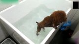 胆小的泰迪第一次学游泳