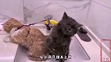 呼叫洗浴狗，我是洗浴猫，今晚行动取消，有内鬼！