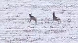 内蒙古一自然保护区迎来降雪 野生狍子在雪地追逐嬉戏 网友：好像童话里的小精灵穿梭雪中