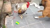 比特犬向公鸡发起总攻，看看谁能笑到最后
