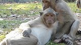 正在恋爱中的猴子情侣