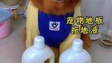 狗狗猫咪在家乱尿，味道特重
