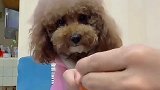 泰迪实力演绎一只狗的道德底线，厉害了