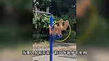 70岁大爷健身46年肌肉拉丝，高难度动作惊呆网友
