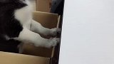 二哈：这桌子太硬了，啃不动！