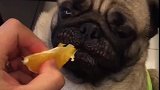 狗子：主人这橘子有点酸呀！