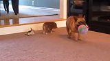 家里一只宠物猪加上斗牛犬狗狗，没想它两这么和睦