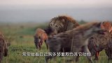 十几只鬣狗围攻一头怀孕母狮,就在它放弃抵抗时,结局出现逆转！
