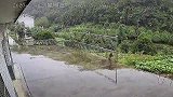 湖北宜昌一只执着的野猴子，两年频频上门搞破坏，户主不敢招惹它