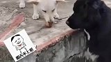 这回老实了吧，看你还嘚瑟不