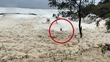 澳大利亚海岸现泡沫海浪 高度能将人彻底淹没 狗子冲入瞬间消失