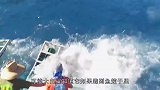 大白鲨疯狂逃出鱼笼，看来是有思想的了，渔人对此十分生气