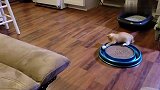 狗狗与小奶猫，呵护陪伴玩耍，太温馨了