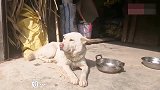 中华田园犬喜新厌旧，对待男女主人的表情，好逗！