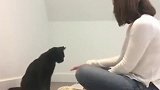 谁说猫咪不能有技能，看看这只高智商猫简直要成精了