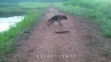 鳄鱼一口将电鳗爆头，结果肠子都悔青了，脑袋都被电麻木了！