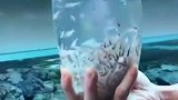 把鱼倒进鱼缸，才是给鱼缸注入了灵魂！