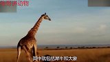 狮子追杀长颈鹿，却惨遭长颈鹿猛踢，当场倒地，一副惨兮兮的样子